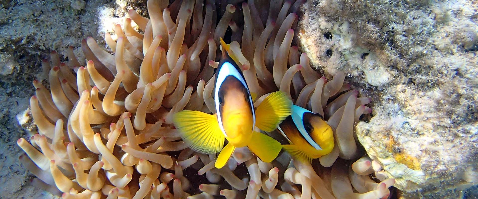 Tauchsafari Hurghada