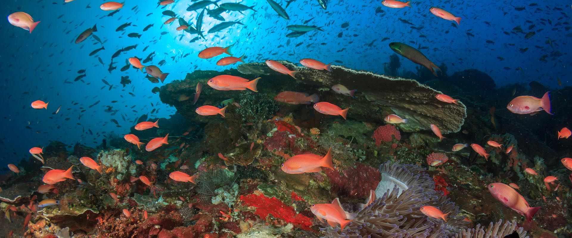 Milln Reef 船宿潜水