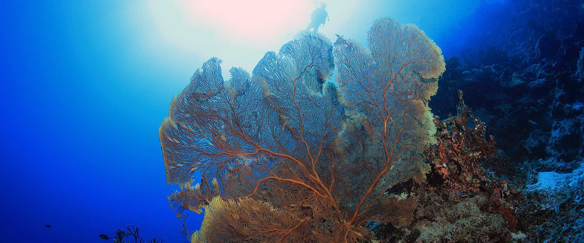 Buceo vida a bordo en Arrecife Osprey