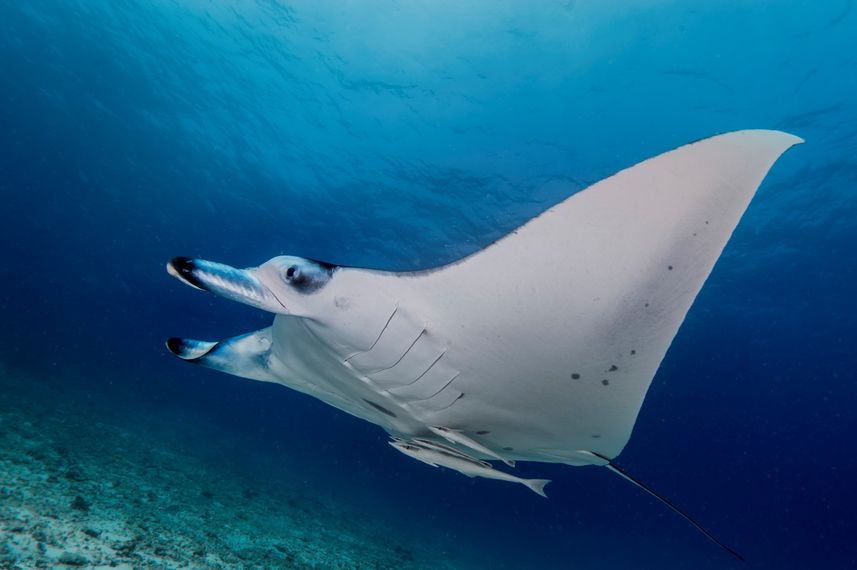 Marine Life - Carpe Vita