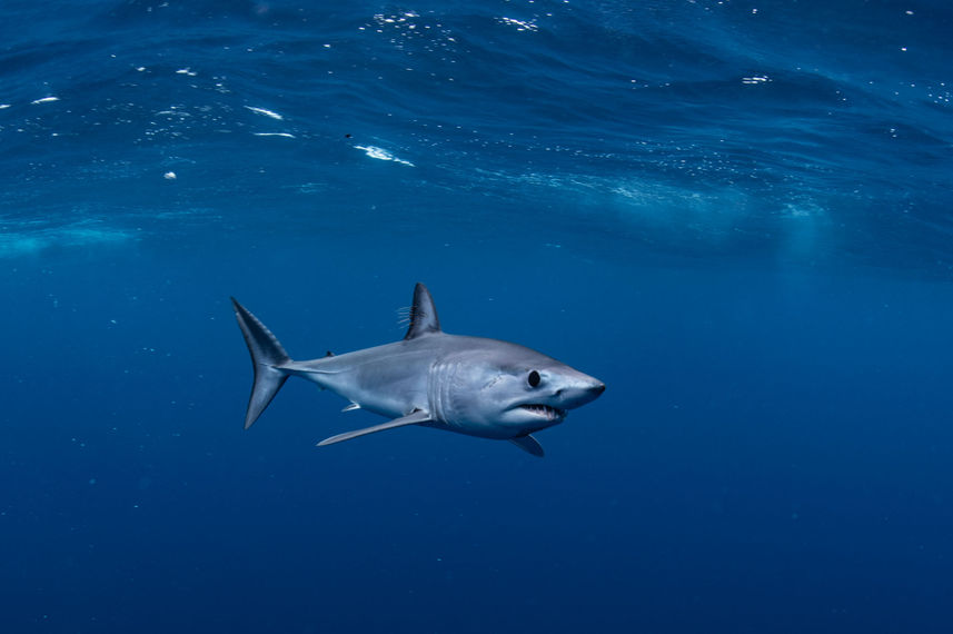 Shark - Solmar V
