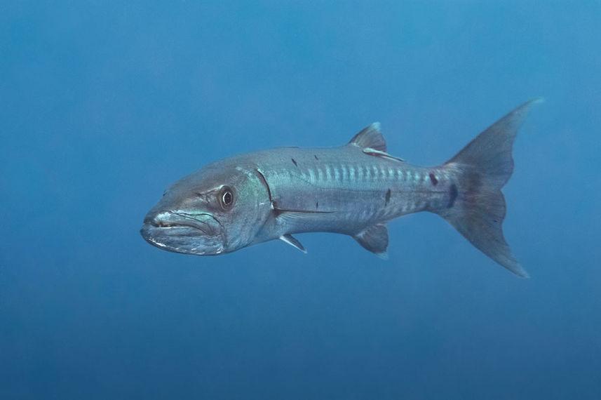 Barracuda