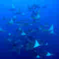 Mantarog - Galapagos Sky