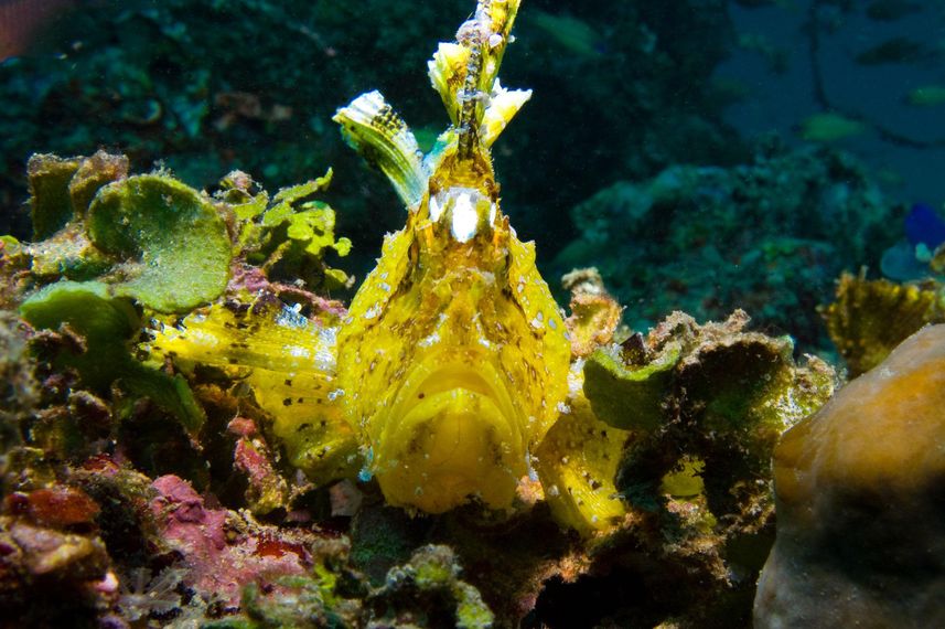 Rhinopias - Diving Lembeh