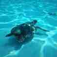Turtle - Giamani