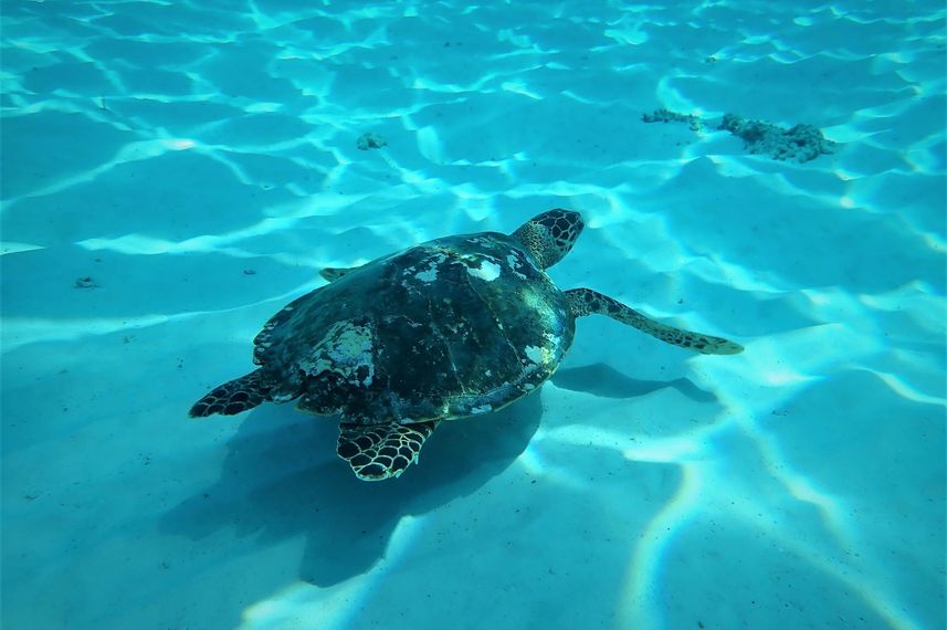 Turtle - Giamani