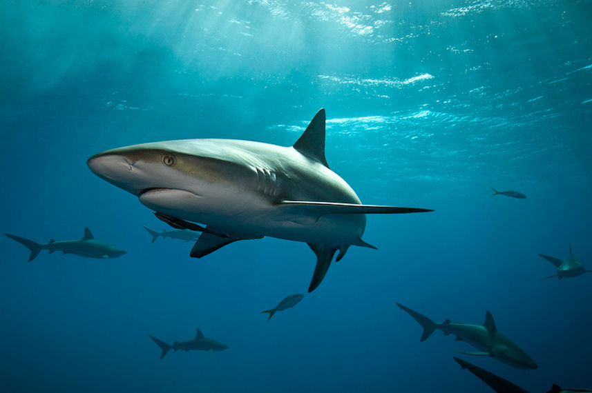 Caribbean Reef Shark Bahamas