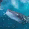 Tiburon ballena - Ilike