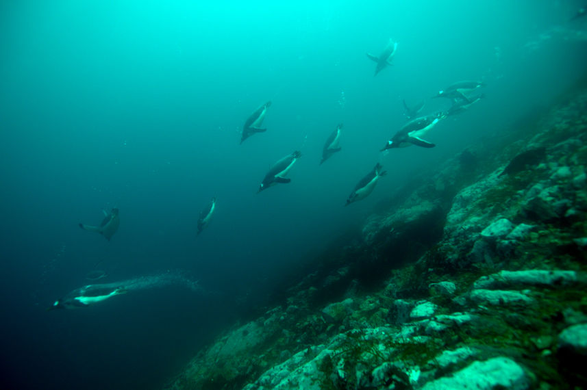 Polar Diving