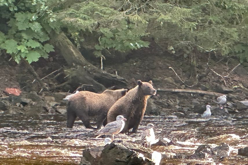 #wildlife - Northern Dream