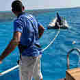 Diving