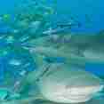 Vida Aquatica  - Bahamas Aggressor II